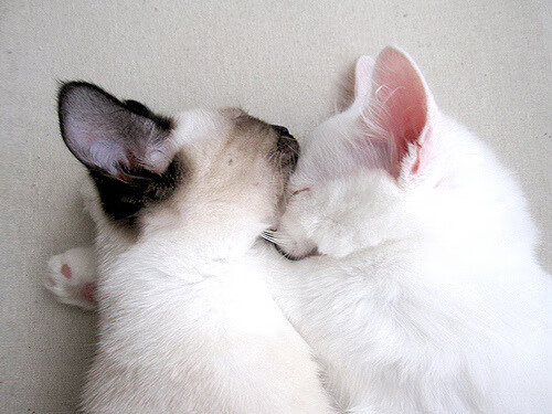 史上最大“黑马队”：逆势夺冠的壮阔篇章，今年最大的黑马