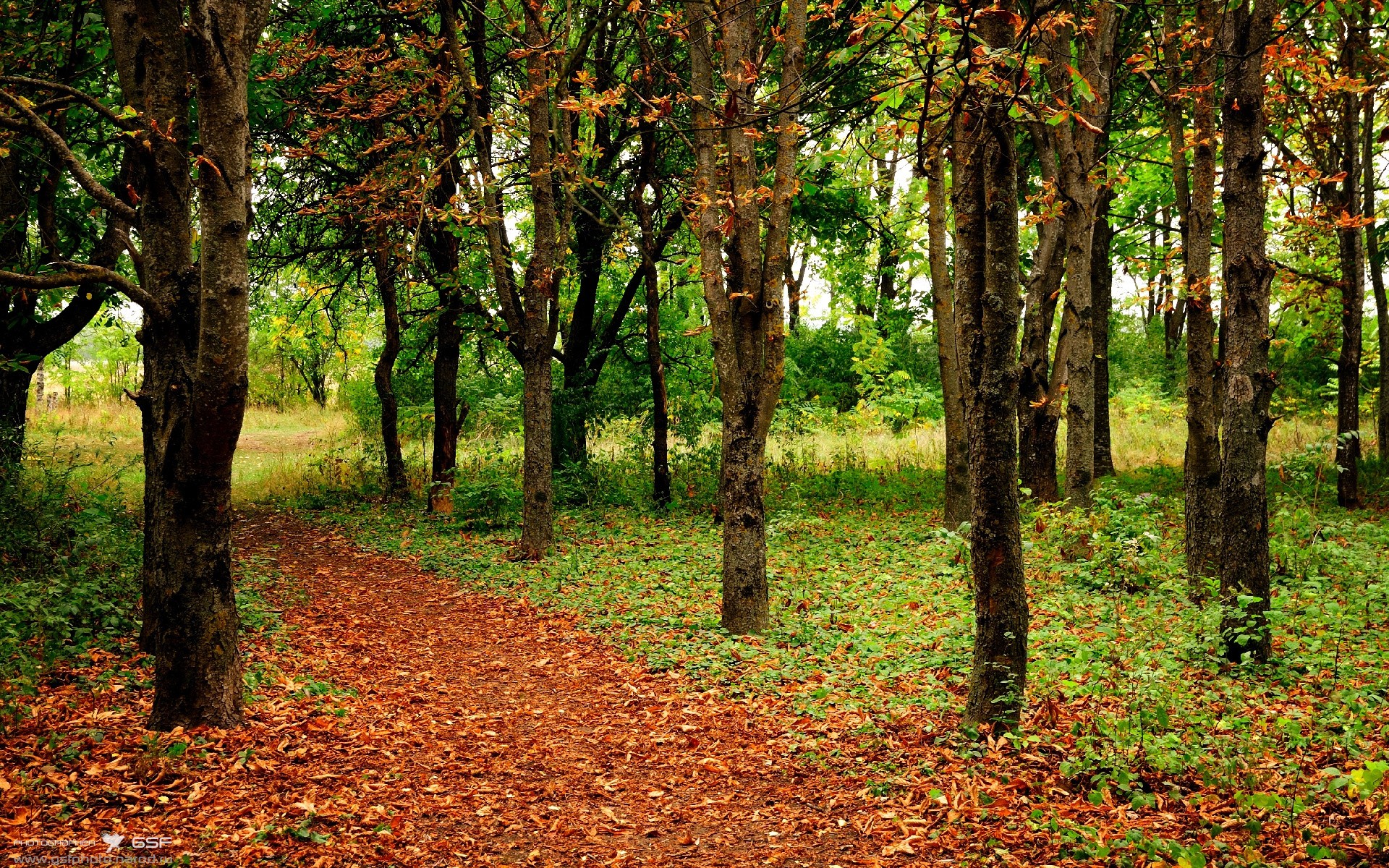 小牛主帅称东契奇为“本时代最全能球员”，东契奇是小前锋还是得分后卫